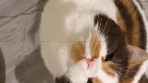 Listen quickly to the kitten calling for its mother