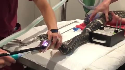 Vets team up to pull beach towel from python