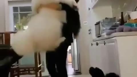 Epic Lift-off: Girl Takes on the Challenge of Lifting a Fluffy Cloud-Dog! ☁️🐶