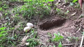 Easy Best Bird Trap That Work 100% - How to trap animals chicken by using their eggs