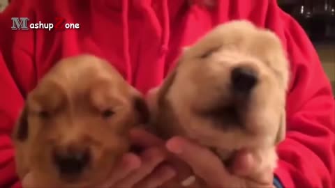 Cute puppy howling 2023