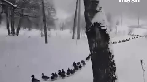Getting all the ducks in line 🤣🤣