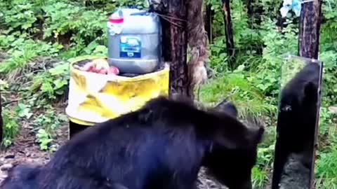 Bear Sees himself in the Mirror for the First Time