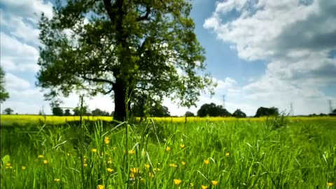 Green Forest Trees