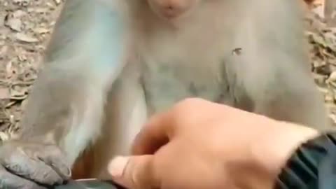 funny monkey