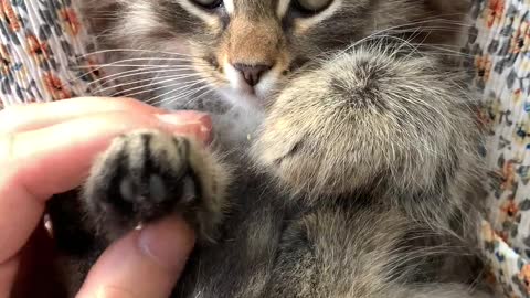 A Person Massaging the Paws of a Kitten