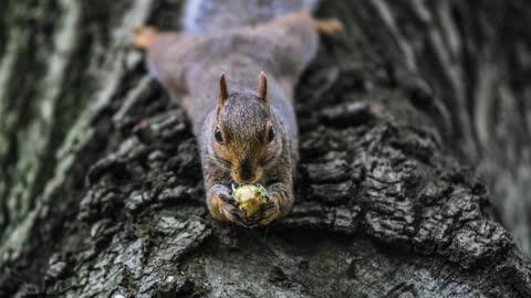 Cute squirrel compilation video