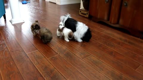 8 weeks old ShihTzu Puppies at play, also with momma.