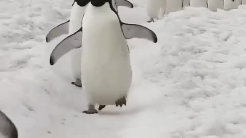 March of the Penguins 🐧