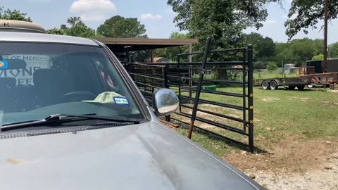 Loading cattle into squeeze chute