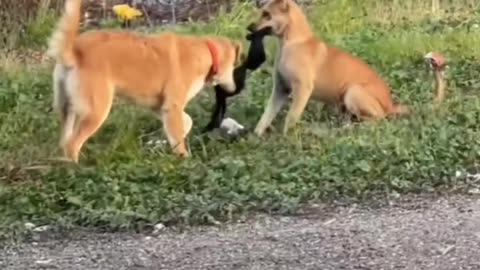 Watch 🤣 Dogs Funny Video 😂