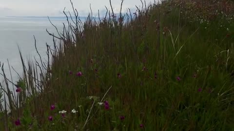 Evening walk before dinner. Recommend Toby’s in Coupeville