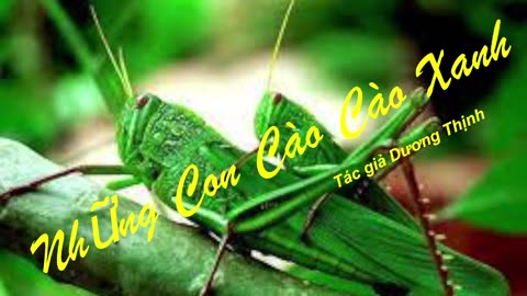 NHỮNG CON CÀO CÀO XANH