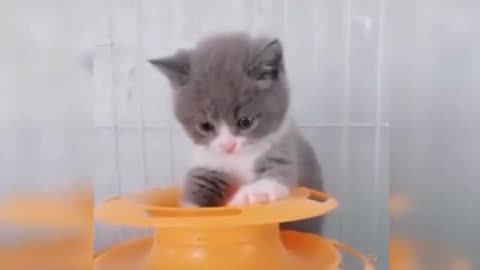 Funny cats playing