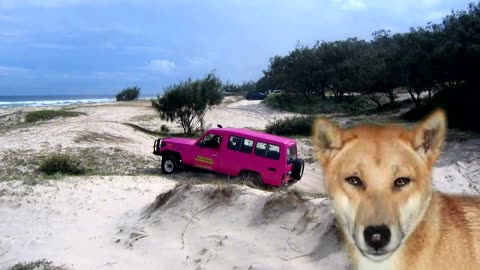 Fraser Island Tagalong Tour narrated by Darryl the Talking Dingo