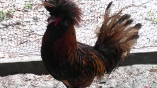 rooster in the house