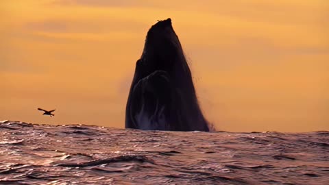 A Massive whale jumps out of water
