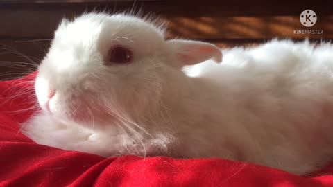 Rabbit 🐰🐰 sitting on red mat