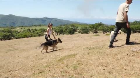 DOG PLAYING WITH HIS OWNER [PETS