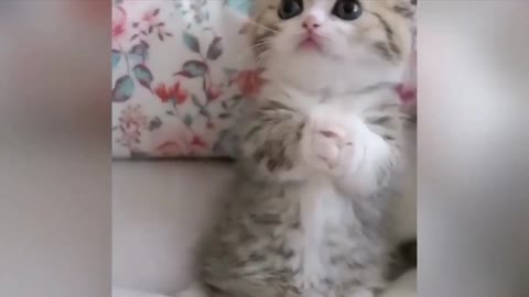 OMG Cute Kittens | Best Funny Kittens💚 #OMGsocutecats #bestfunnycatvideos