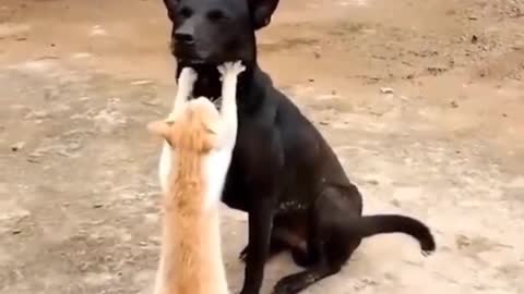 Pet Funny Videos, Dog And Cat Videos