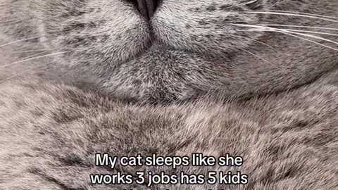 cat sleep 😂😂😂😂😂