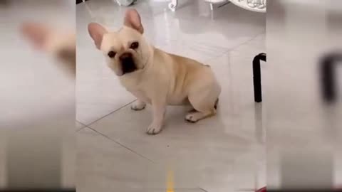 🐶-Cute Dog Makes Funny Actions-😂