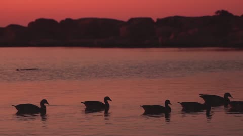 Ducks Paddling on Water