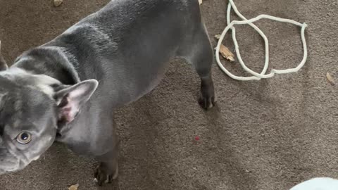 Naughty Frenchies Rip Apart Cardboard Box