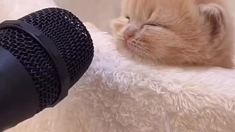 Kitty Snores