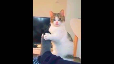 funny pet cat videos