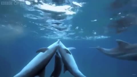 dolphins share blowfish to get drunk