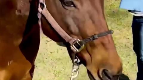 Horse Chiropractic Back Neck Cracks Compilation