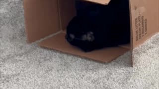 Adopting a Cat from a Shelter Vlog - Cute Precious Piper Takes Her Nap in a Warm Box #shorts