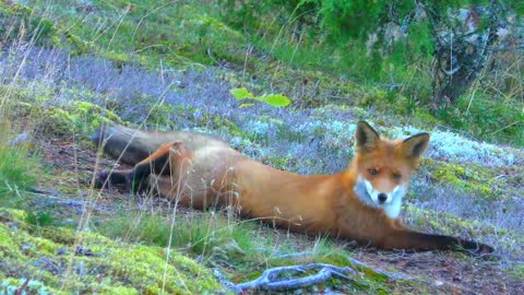 Red fox wild life