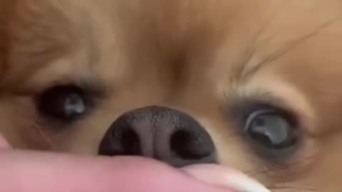 Crazy Dog Compilation: Get Ready for Non-Stop Laughter!