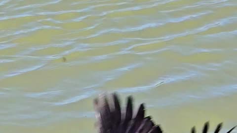 Raven in slow motion / a beautiful black raven flies over a river.