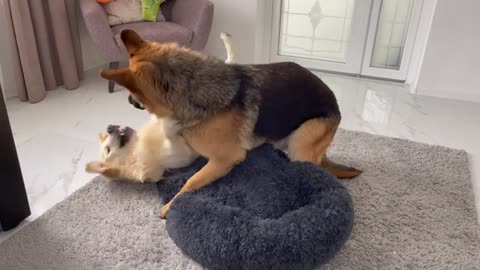 Golden Retriever Protects his bed from a German Shepherd