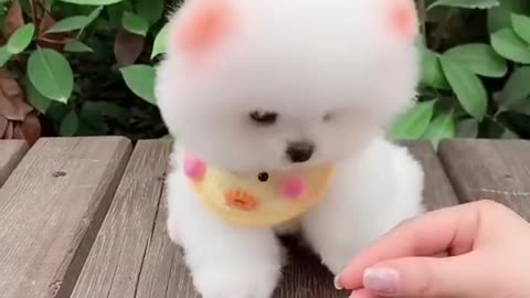 Cutes puppy