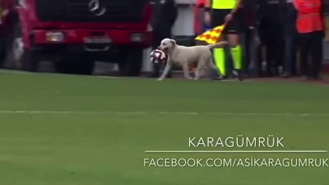 Canine intrusion into stadium: Funny dog brought a football match to a comedy