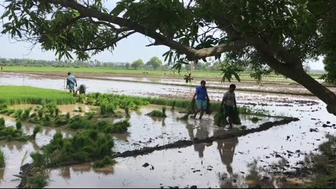 Bangladeshi farmer