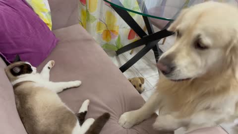 Golden Retriever Shocked by a Cat occupying the entire sofa