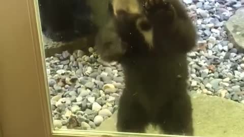 Curious Bear Cub at the Door
