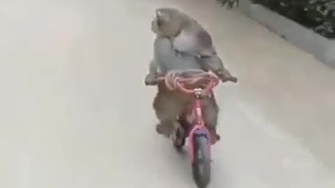 cycle thief monkey