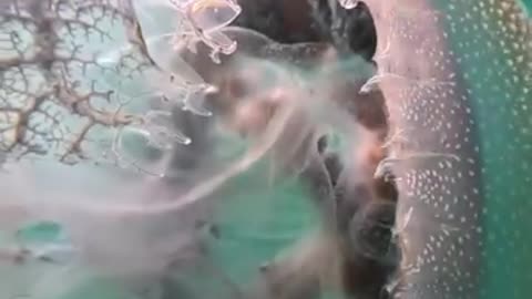 the jellyfish looks like a science fiction scene up close