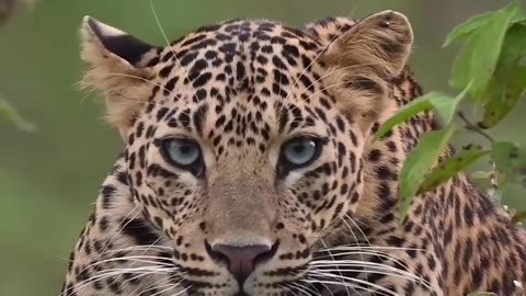 Great quality video of a beautiful leopard with a scary voice