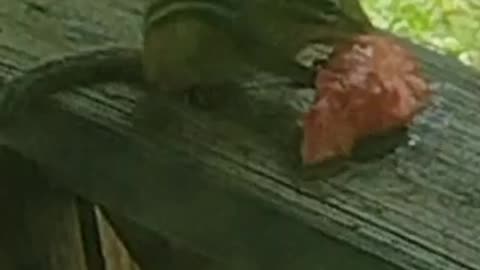 Chipmunk Eating Watermelon