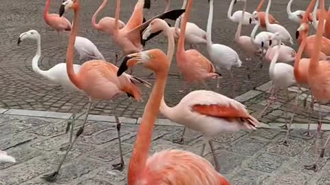 flamingos