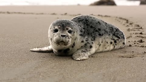 Seal On The Beach Animals