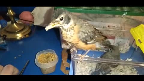 Bobin the Baby Robin Shares Her Food - Feeds the Baby Mockingbird 😊